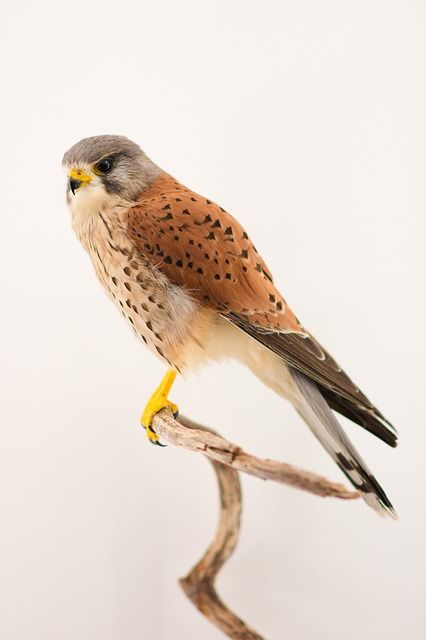 Falco Tinnunculus